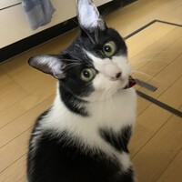 ポコ