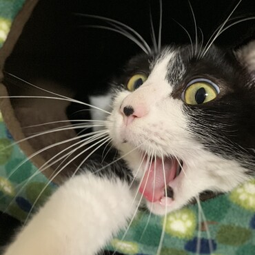 ポコの写真