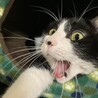 の写真