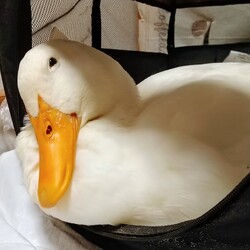 「あひるカレンダー2021年！」サムネイル3