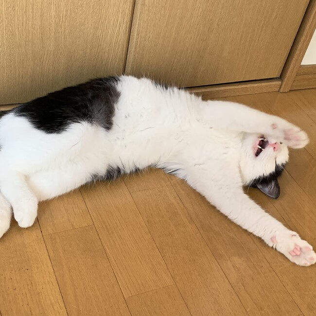 ポコマムのカバー写真