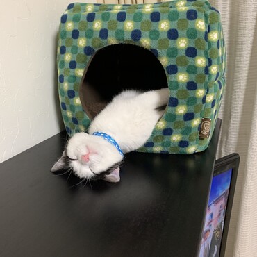 の写真