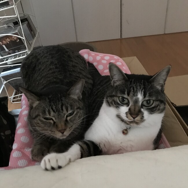 モフモフ行進曲のカバー写真