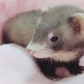 フェレットの里親募集致します。