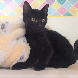 明るい性格の黒色子猫
