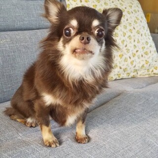 可愛いチワワのチョコリちゃん 三重県 犬の里親募集 ペットのおうち 月間利用者150万人