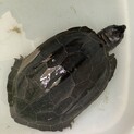 クサガメ　甲羅サイズ13cmメス