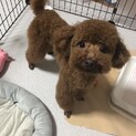 【応募多数の為、一旦募集停止します】