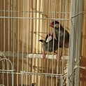 生後4か月の桜文鳥の荒鳥