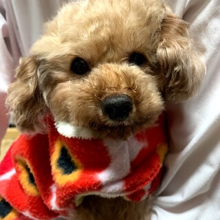 甘えん坊でおとなしめの7歳のプードル君♪