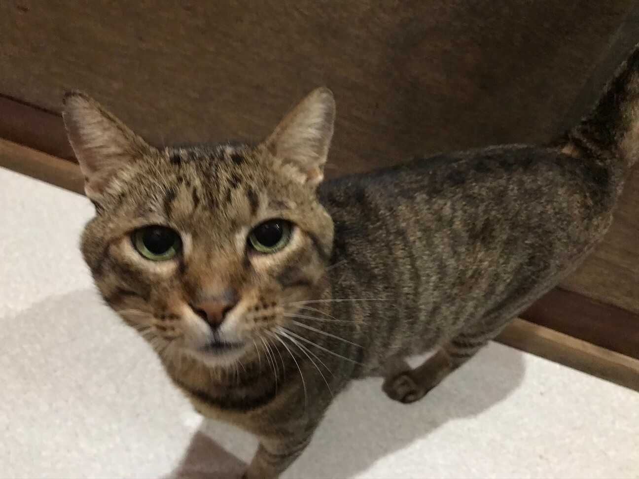 ギャップにキュンです ニャン太 兵庫県 猫の里親募集 ペットのおうち 月間利用者150万人 ギャップにキュンです ニャン太 兵庫県 猫の里親募集 ペットのおうち 月間利用者150万人