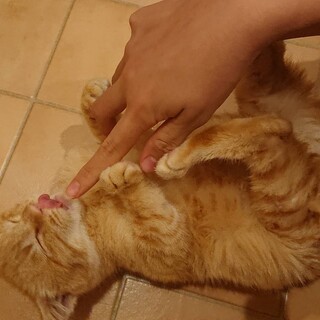 交渉中！元気で甘えん坊♥️茶トラの男の子