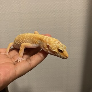 ベルアルビノ　レオパード月光　メス