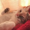 も か