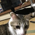 保護猫しゅん
