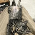 新年☆新しい家族に迎えてあげて下さい…かぼす☆