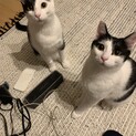 追いかけ回してくる甘えん坊ハチワレ白黒兄妹