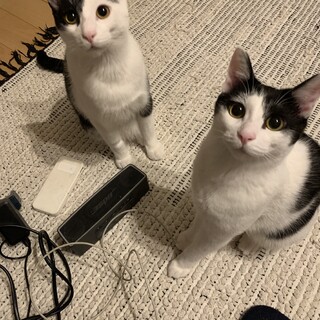 追いかけ回してくる甘えん坊ハチワレ白黒兄妹