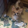 の写真