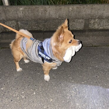 の写真