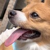 の写真