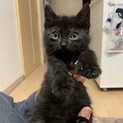 愛くるしい黒ちゃん