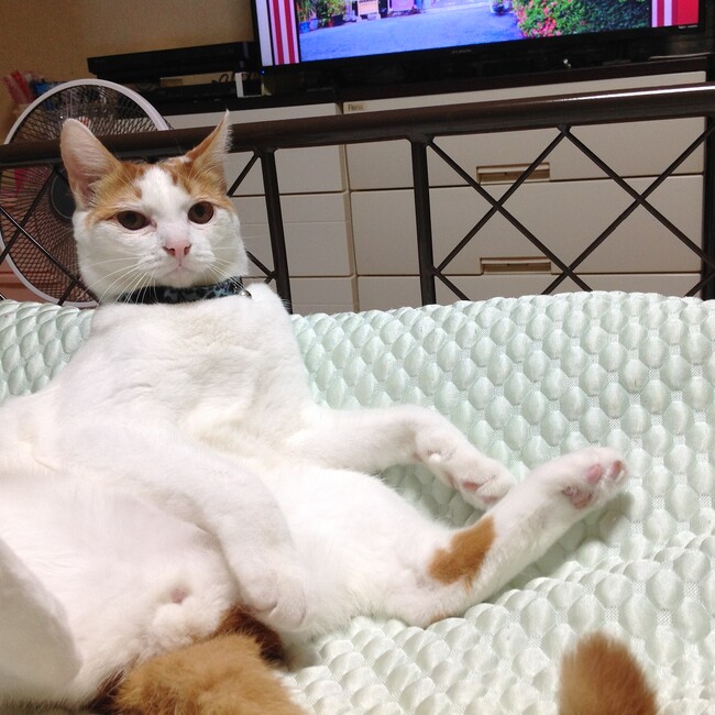 love83のカバー写真