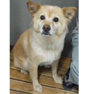 里親様に迎えられました。成犬♀216