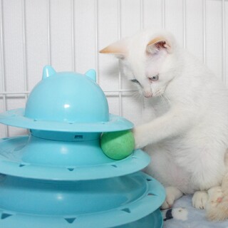 シャム系白猫、仔猫のパール君！