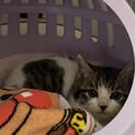 可愛いキジシロ1ヶ月
