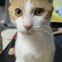 可愛い茶白の男の子❤️
