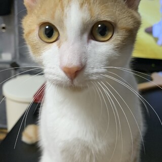 可愛い茶白の男の子❤️