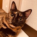 おっとり系美猫の女の子❤️しかさん