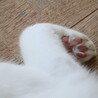 ばにちゃ