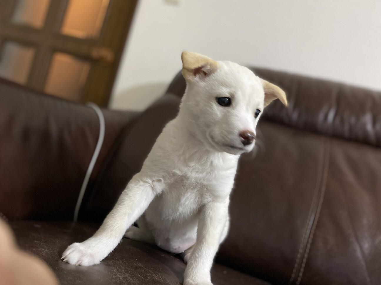 里親様決定 Youtub 山口県 犬の里親募集 ペットのおうち 月間利用者150万人
