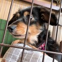 甘えん坊なチワックスのさくらちゃん♪