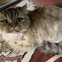 大人しいミヌエットちゃんです