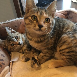 とっても甘えん坊のねねちゃん✩随時見学可！