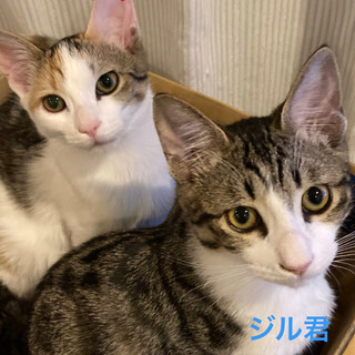 パルちゃん♡ジル君仲良し兄妹。