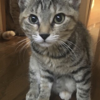 甘えん坊でお膝の上が特等席ノノちゃん✩随時見学可！