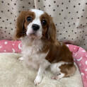 キャバリア　ダイヤちゃん　里親募集中