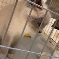 保護前日に交通事故で亡くなりました。