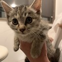 子猫2ヶ月女の子キジトラ可愛い小顔さんです！！