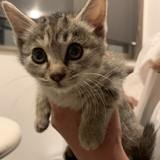 子猫2ヶ月女の子キジトラ可愛い小顔さんです！！