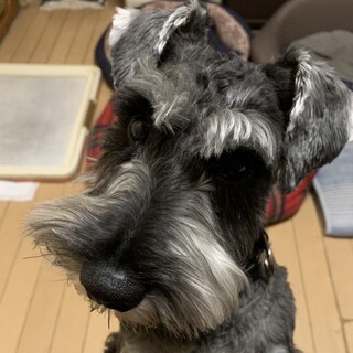 甘えたで元気いっぱいの男の子♪