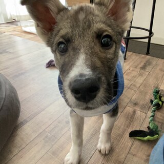 ミックスの子犬りんくん 東京都 犬の里親募集 ペットのおうち 月間利用者150万人