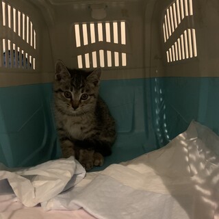 綺麗なサバトラ手の裏がクロ可愛いヤンチャな男の子