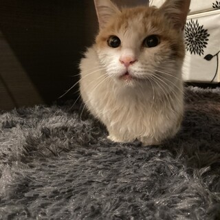 急募！生後６ヶ月〜1歳！人懐こい子です