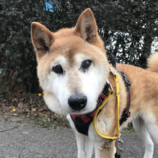 お散歩上手でルンルン♪【ソジュ】ちゃん