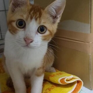 シャム系白猫の兄猫、可愛いいお顔の茶白君！